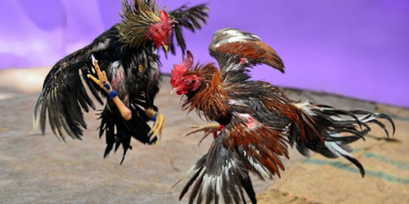 Đá gà thomo campuchia 79king